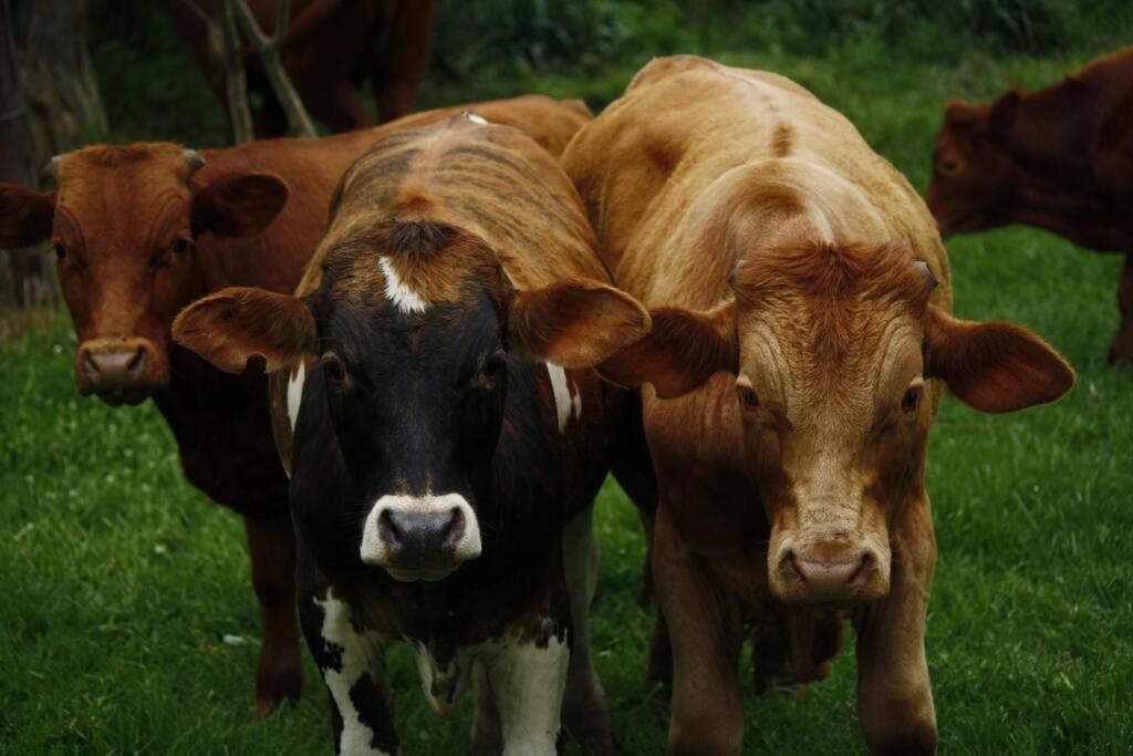 Sheeprun Farmstay Maclear Kültér fotó